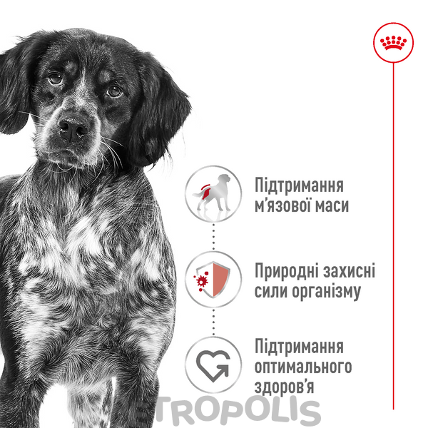 Сухий корм для собак Royal Canin MEDIUM ADULT 4кг 30040400 фото