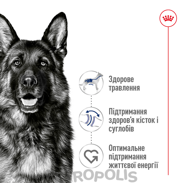 Сухий корм для собак Royal Canin MAXI ADULT 4кг 30070400 фото