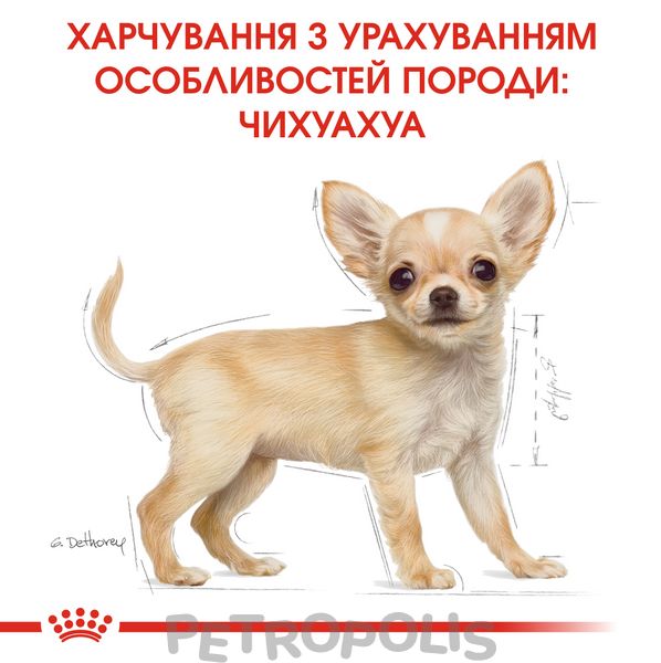 Сухий корм для цуценят Royal Canin CHIHUAHUA PUPPY 500г 24380051 фото