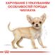 Сухий корм для цуценят Royal Canin CHIHUAHUA PUPPY 500г 24380051 фото 8