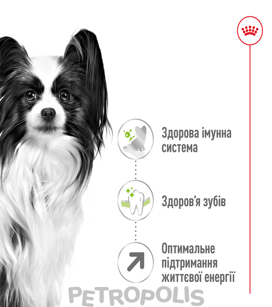 Сухий корм для собак Royal Canin XSMALL ADULT 8+, 3кг 10040300 фото